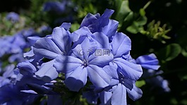 花,紫,性質(zhì)