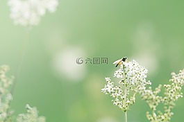 野花,背景,花