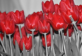 紅色,自然,花的