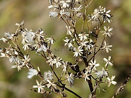 种子,fuchssches greiskraut,千里光形鲳鯵