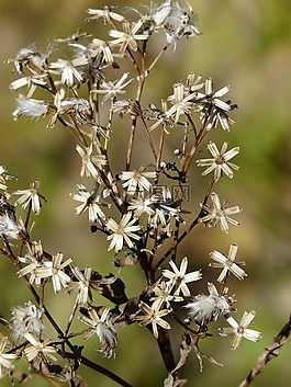 fuchssches greiskraut,种子,千里光形鲳鯵