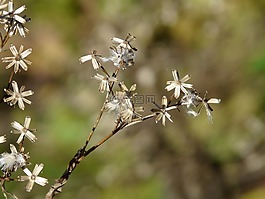 种子,fuchssches greiskraut,千里光形鲳鯵