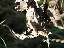 叶子,枯萎,干