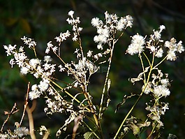 种子,fuchssches greiskraut,千里光形鲳鯵