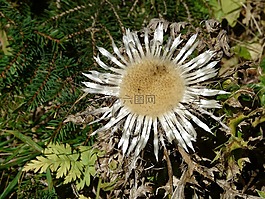 银蓟,蓟,carlina acaulis