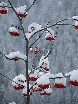 红色,浆果,雪