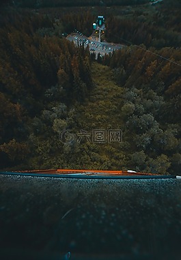 松,樹(shù),植物