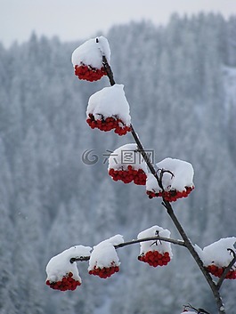 红色,浆果,雪