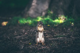 動物,兩,男子