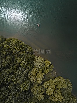 綠色,樹(shù),森林