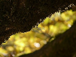 科,bemoost,苔