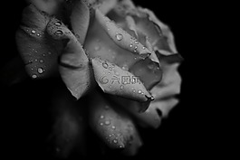 黑色和白色,花瓣,花