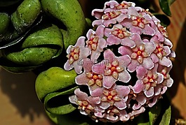 霍亞,花,特寫