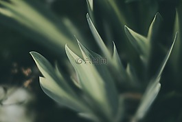 綠色,葉,植物