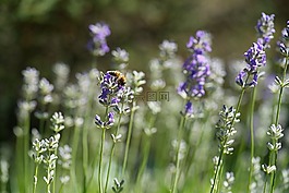 薰衣草,花,花園