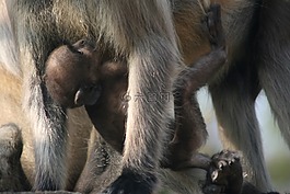 嬰兒,猴子,靈長類動物