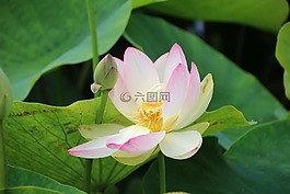 蓮花,8 月,水生植物