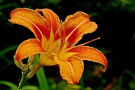 黃花菜,花,盛開(kāi)
