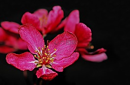 海棠,花,樹