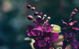 紫羅蘭色,花瓣,花