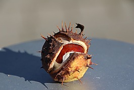 板栗,樹,廠