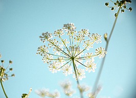 花,自然,植物