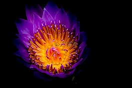 大自然,花,明亮
