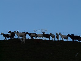 山羊,牧場,動物