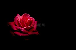 花,玫瑰,大自然