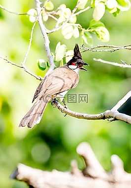 大自然,野生動物,鳥
