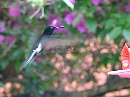 蜂鳥,帕吉,飛行的 beija 弗洛爾