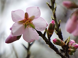 花,杏仁樹,florir