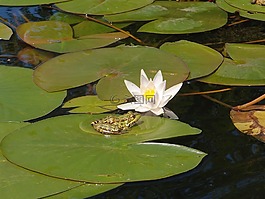 水,河,水百合