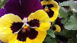 紫罗兰,潘茜,viola x vittrockiana