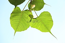 葉,植物區(qū)系,自然