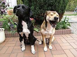 動物,狗