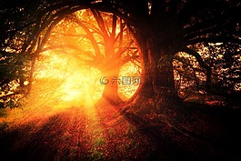樹(shù)木,廠,性質(zhì)