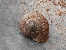 蝸牛,殼,螺旋