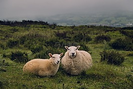 羊,ram,羊肉