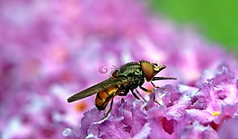飞,字段的喙白菜,hoverfly