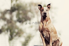 狗,動(dòng)物,寵物