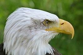 動物,鳥,阿德勒