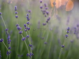 薰衣草,花,綠色
