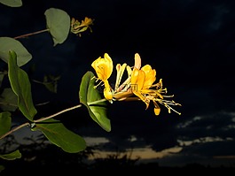 花园,秋季,性质