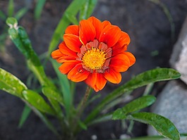 鮮花,橙色的花,橙花
