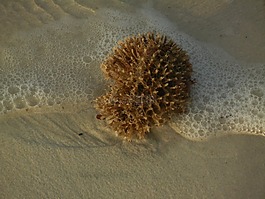 海绵,海滩,海