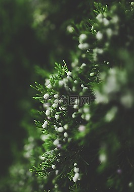 綠色,植物,自然