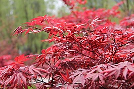 紅色,紅楓,楓樹