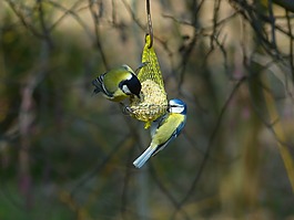 山雀,蓝雀,cyanistes 翅鸢