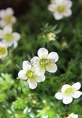地面覆蓋,花,白